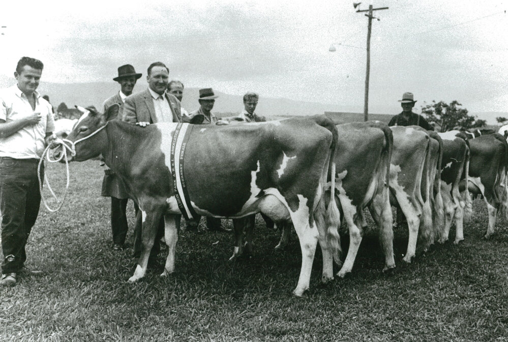 Brian Downes with the champion Guernsey cow at Albion Park Show 1965