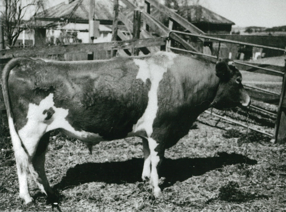 Guernsey cow owned by Brian Downes