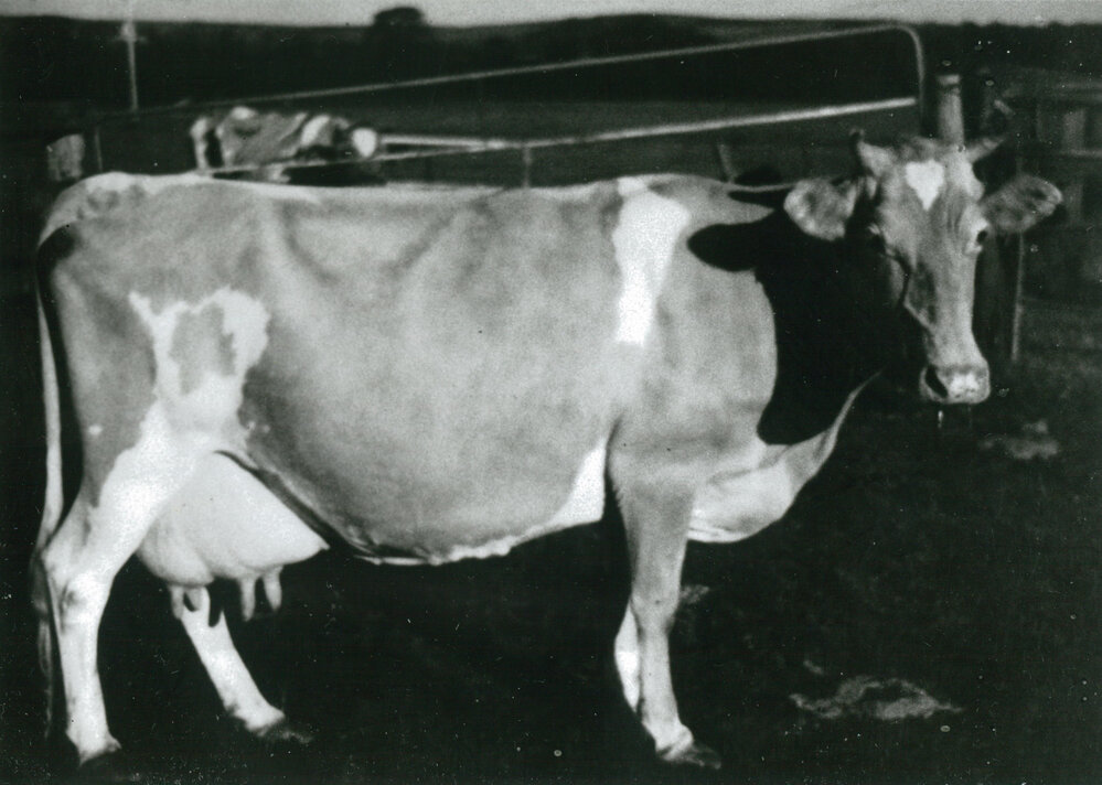 Brian Downes Guernsey Bull, 'Richard'