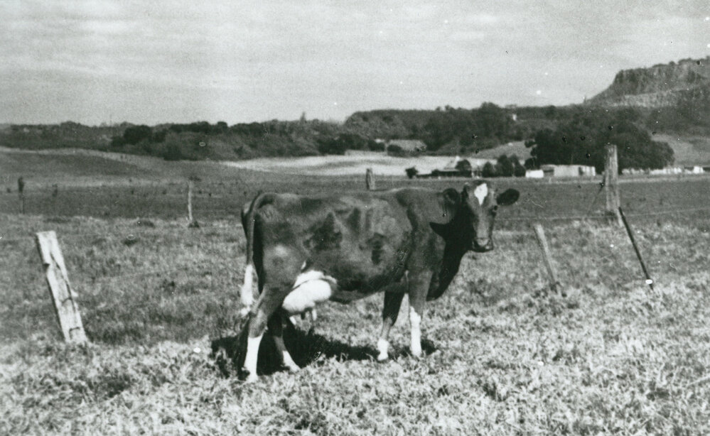 Brian Downes Guernsey cow at Dunmore