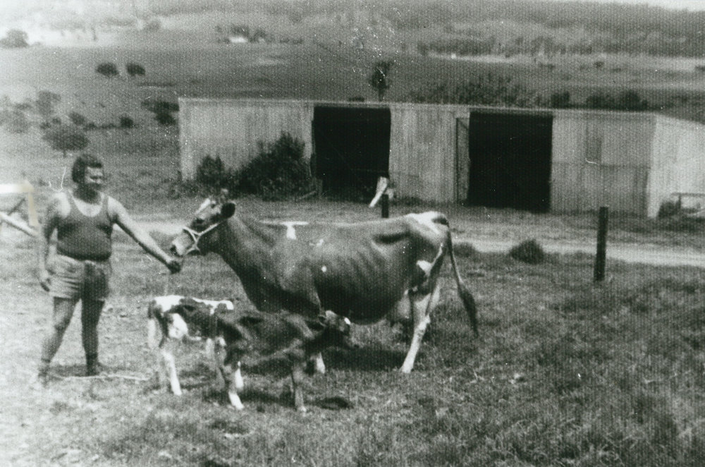Brian Downes with twin calves at Croome