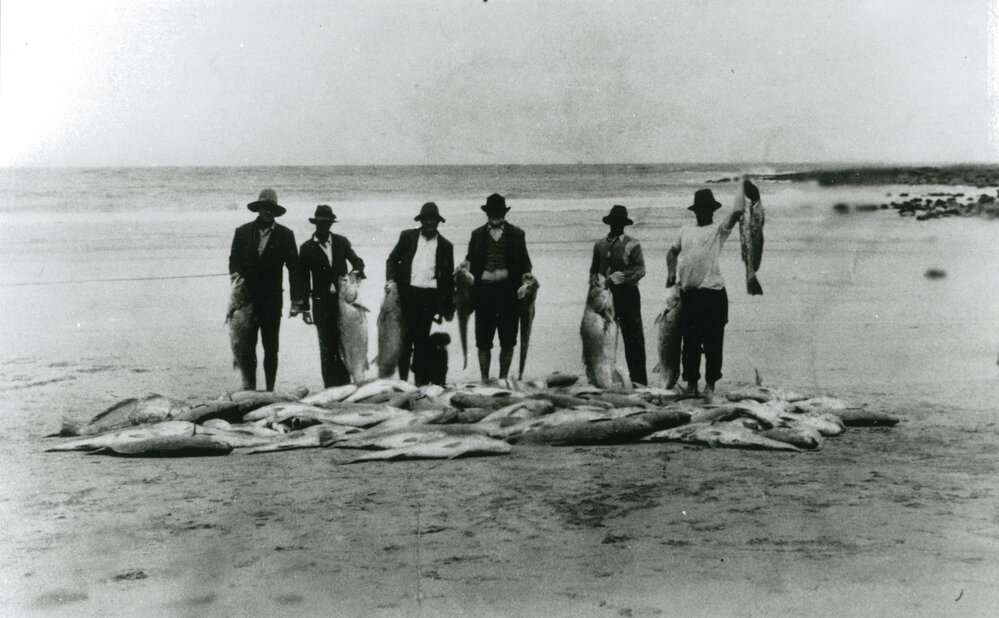 Fish catch at Shellharbour