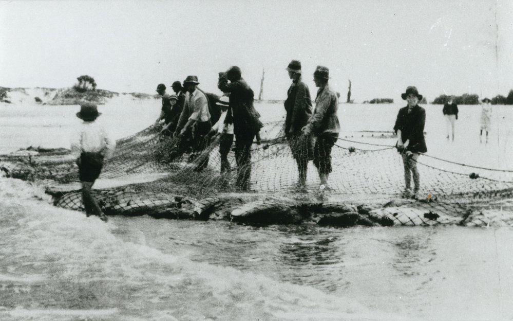Fish Catch, Shellharbour