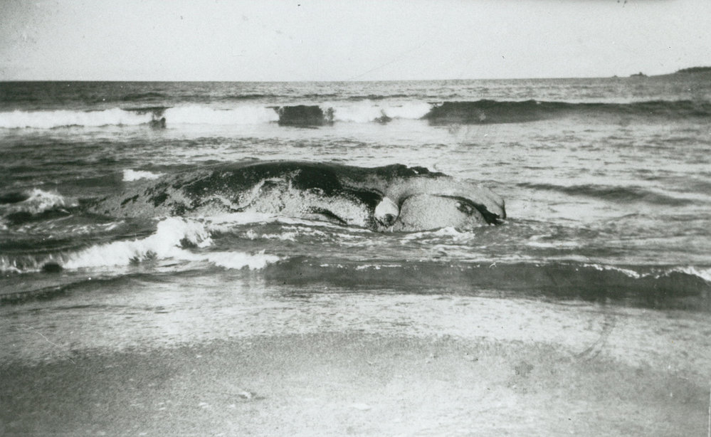 Beached whale at Shellharbour in the 1950s