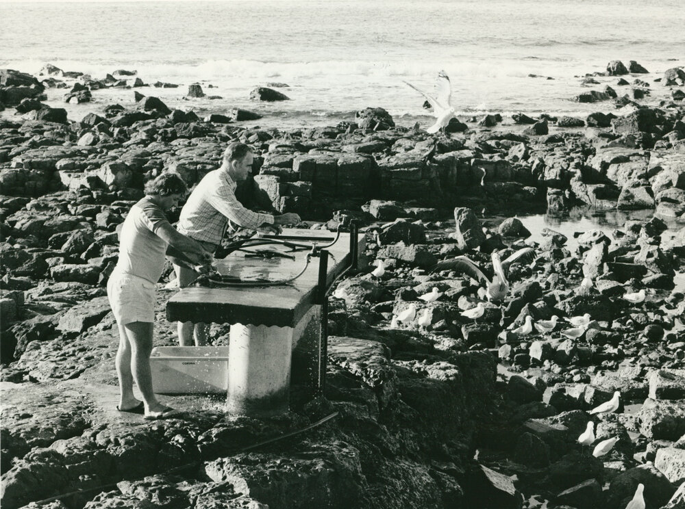 Cleaning fish at Shellharbour 1986