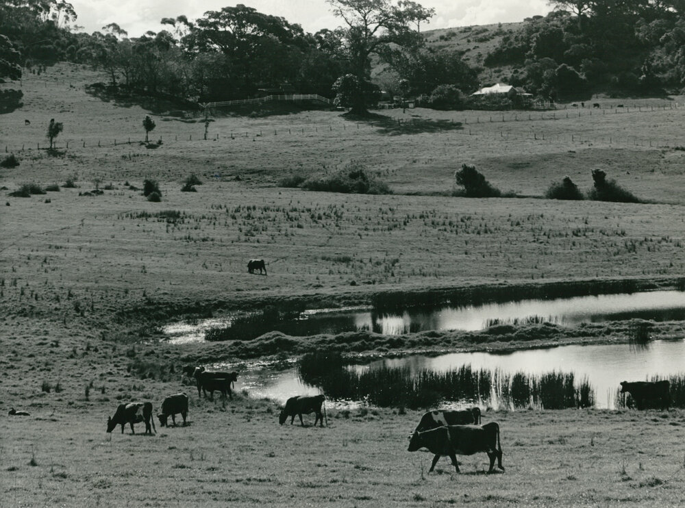 Farm along Swamp Road, Dunmore 1986