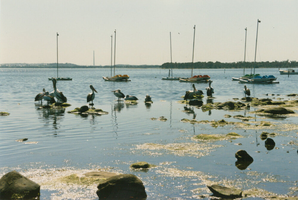 Pelicans and boats at Lake Illawarra