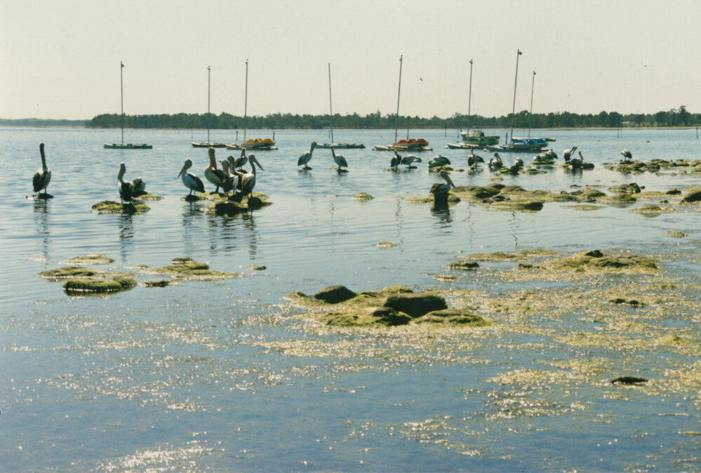 Pelicans and boats at Lake Illawarra