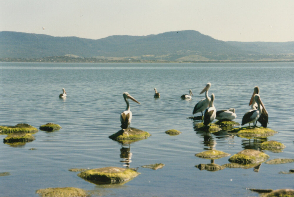 Pelicans at Lake Illawarra