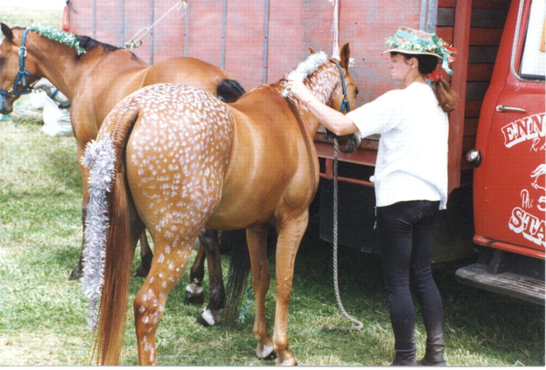 Yvonne Downes preparing a pony for Xmas dressage