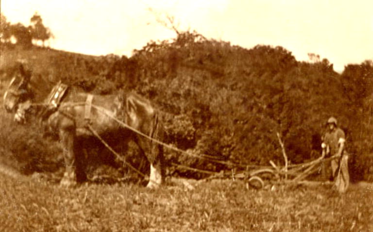 Ploughing the paddock
