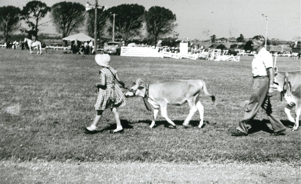 A Jersey calf on parade at Albion Park Show 1957