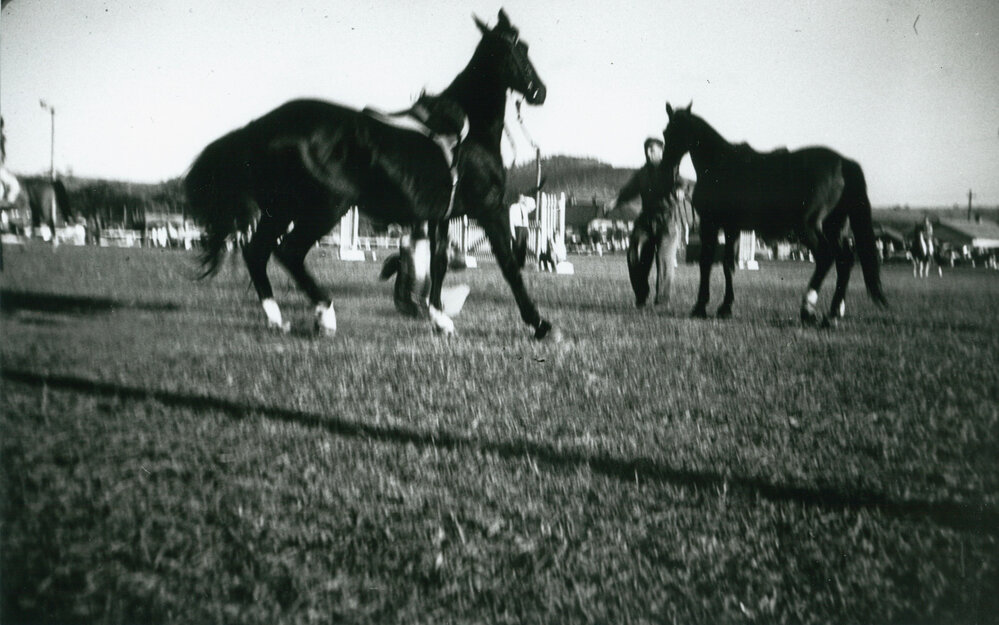 Fall from a horse at Albion Park Show