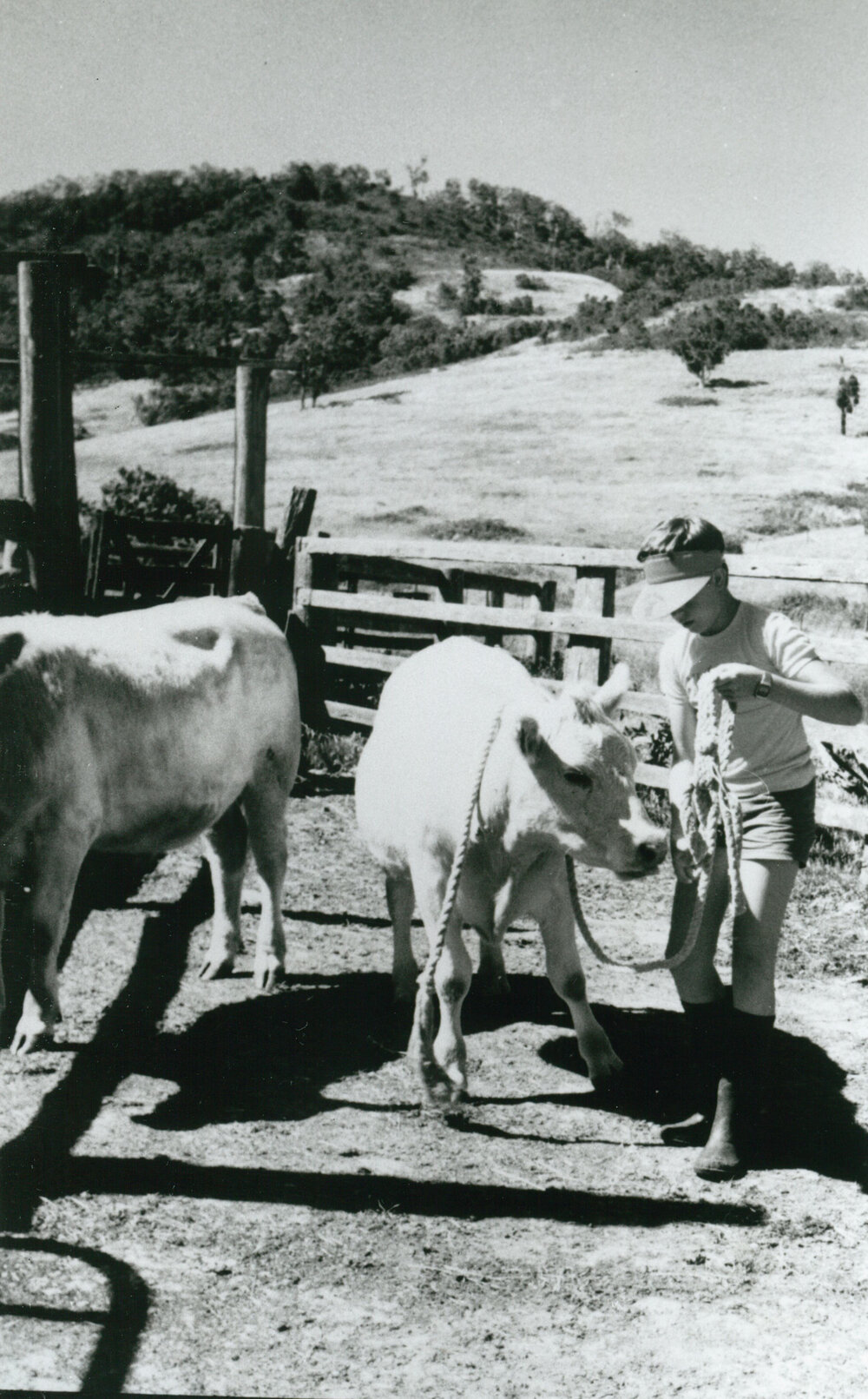 Jefferson Stubbs with a Murray Grey steer
