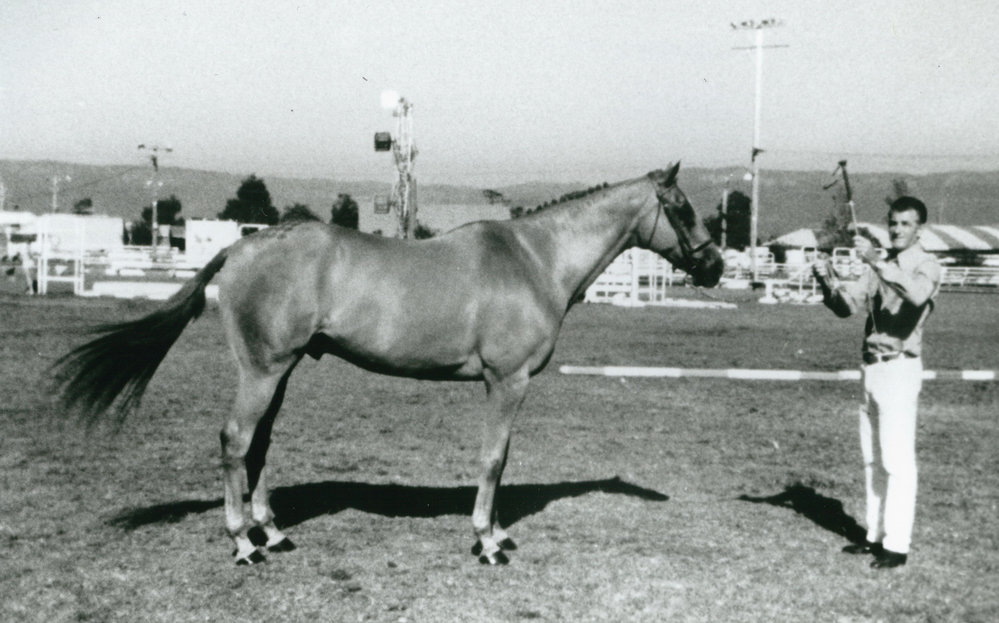 Des Stubbs showing 'Mardie' at Albion Park Show