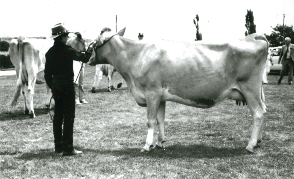 Jefferson Stubbs competing in the Guernsey section at Albion Park Show
