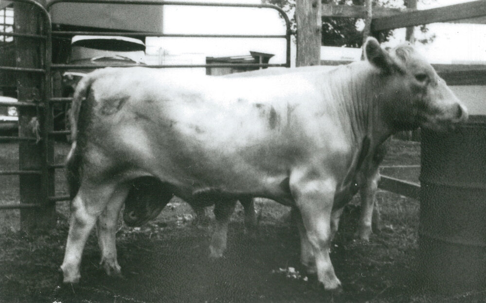 Murray Grey steer at Albion Park Show
