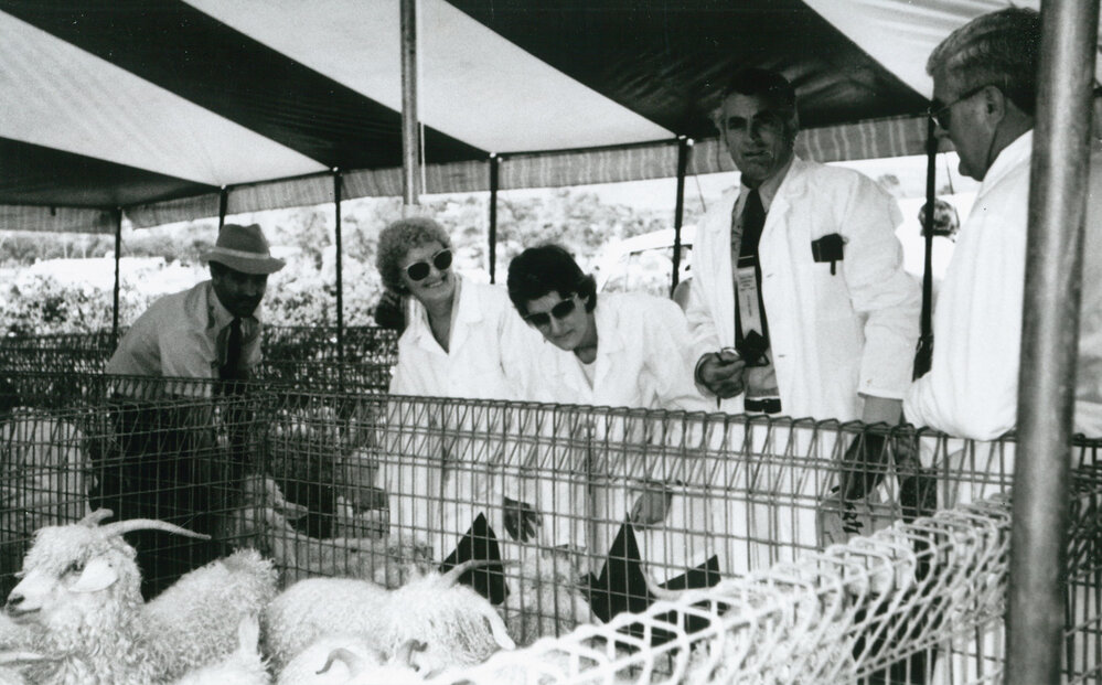 Angora goats at the Albion Park Show