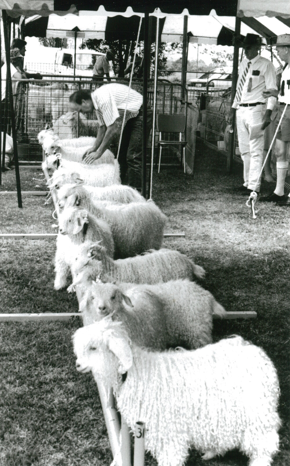 Judging Angora Goats at Albion Park Show