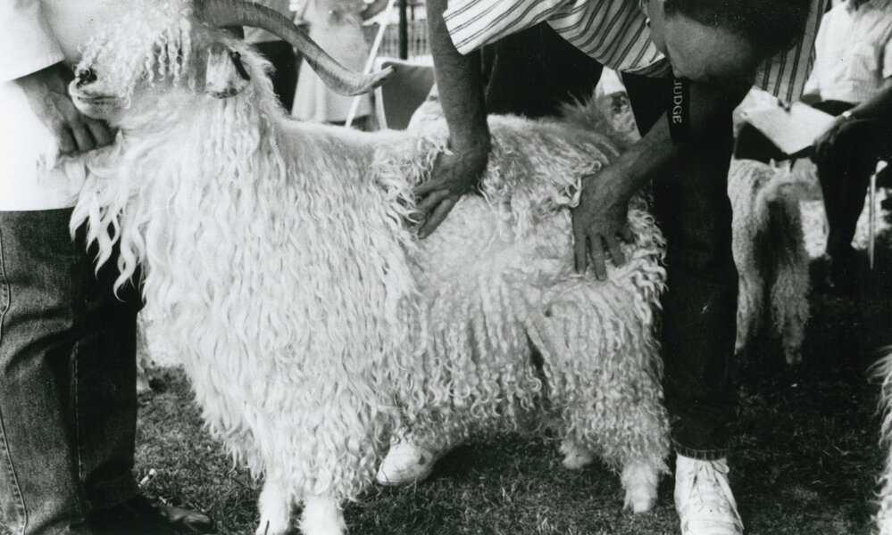 Judging Angora Goats at Albion Park Show
