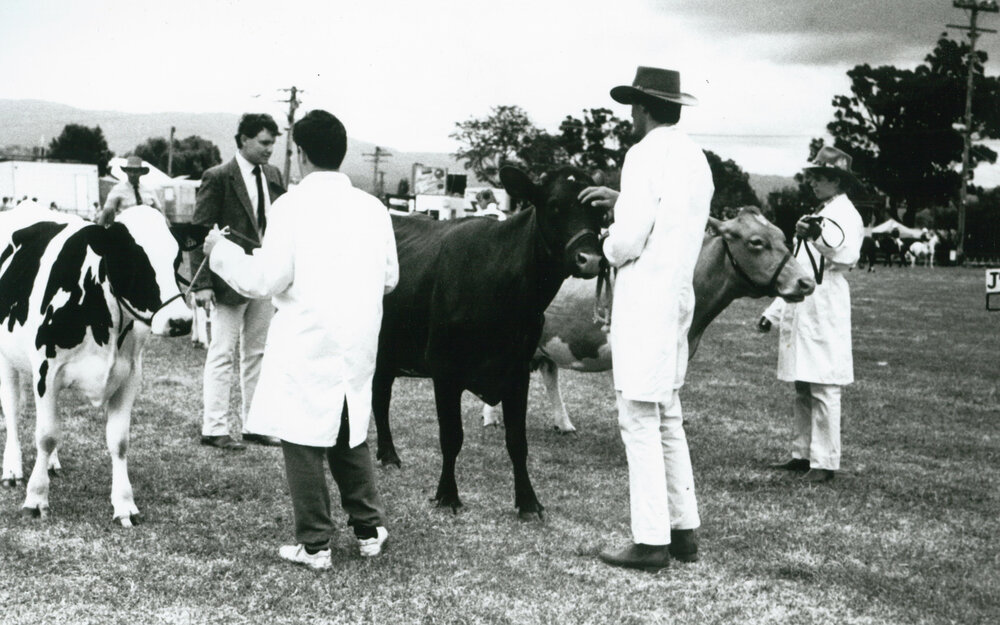 Junior handler judging at Albion Park Show