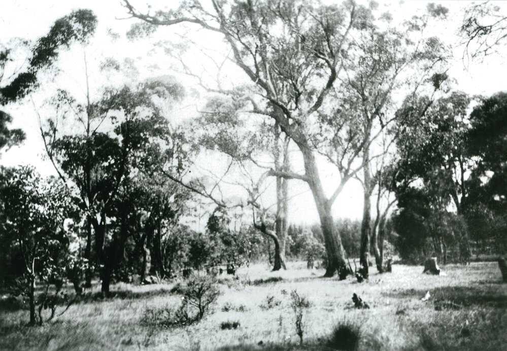 Bush scene from the Boulevarde, Oak Flats