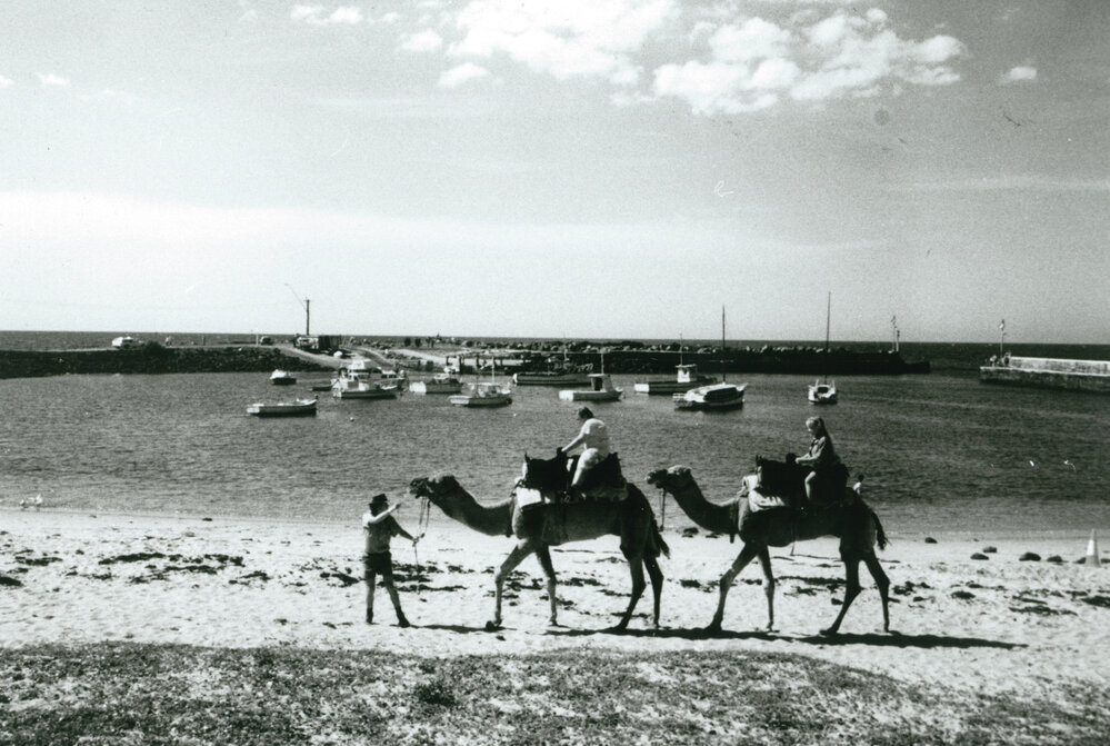 Camel rides at Shellharbour during the Sunshine Festival