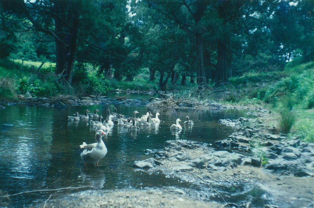 Geese on Macquarie Rivulet, Tongarra