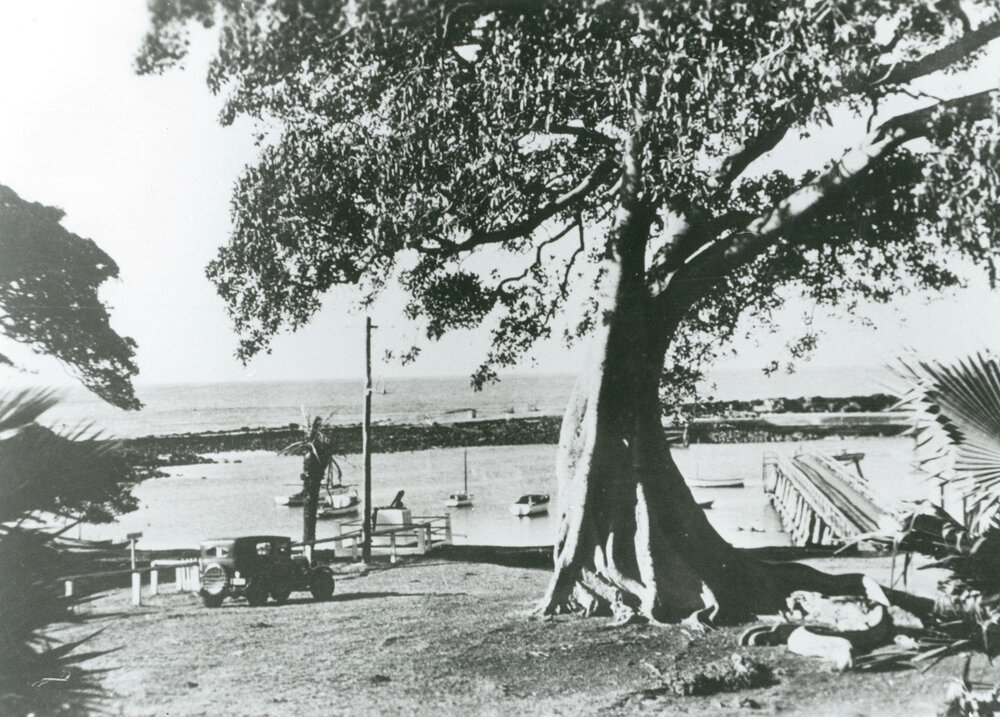 Figtree at Shellharbour Harbour
