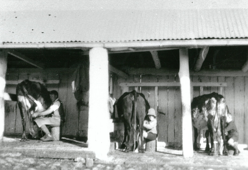 Hand milking at 'Seaview', Killalea