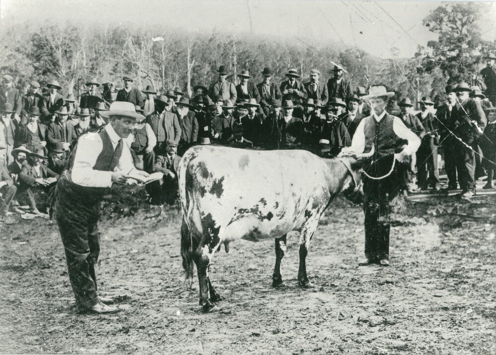 Cattle sale Albion Park