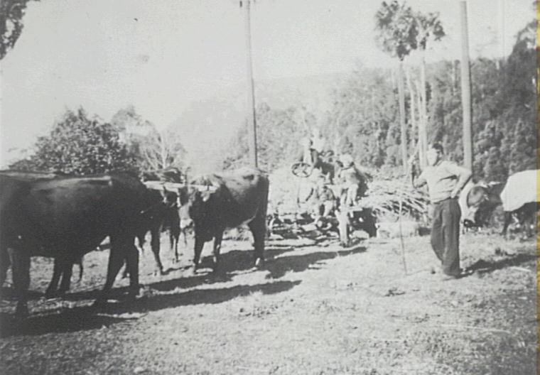 Bullocks Hauling Saccalene at 'Clover Hill', Macquarie Pass