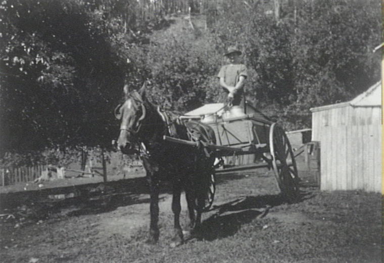 Driving a Horse and Cart to Deliver Milk from 'Clover Hill', Macquarie Pass