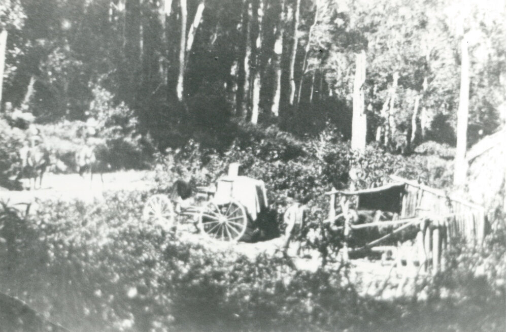 Clearing the forest at Tongarra