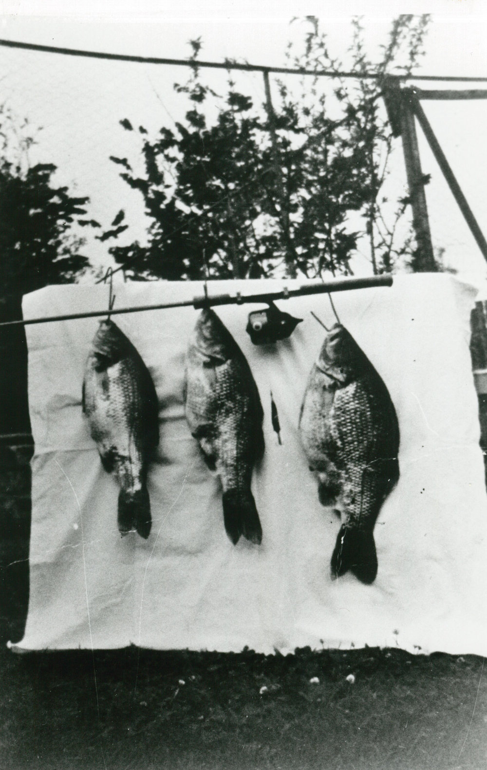 Brown Bass caught in Macquarie Rivulet