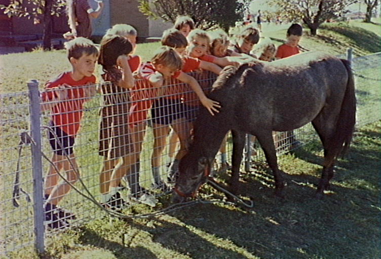 Lost horse has her first day at Barrack Heights Public School