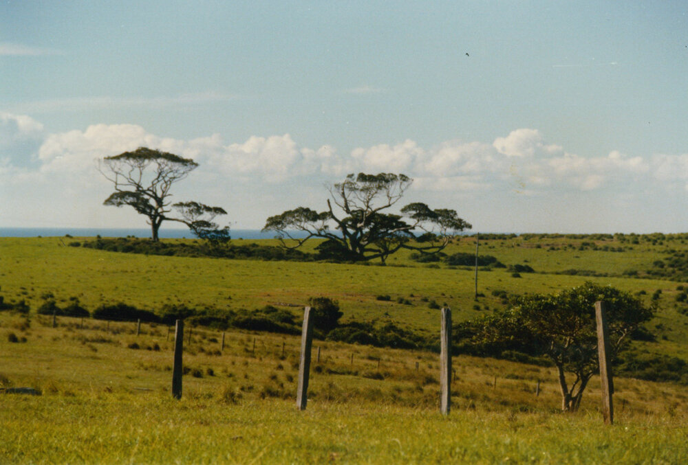 Figtrees at Bass Point headlands