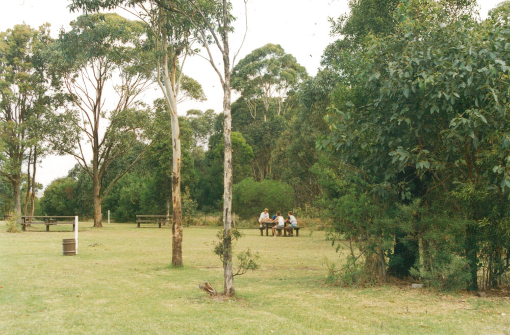 Blackbutt Forest Reserve about 1985