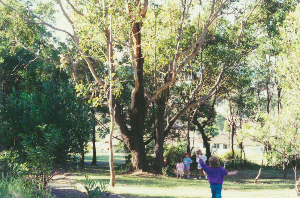 Blackbutt Forest Reserve 1994