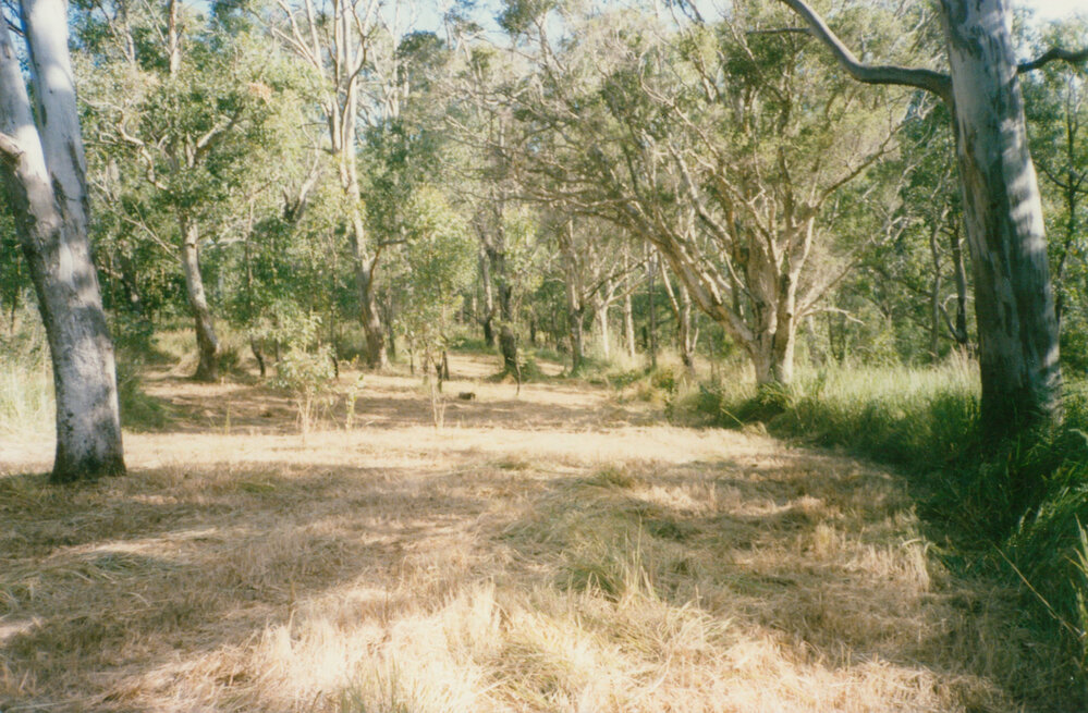 Forest Red Gum gully, Blackbutt
