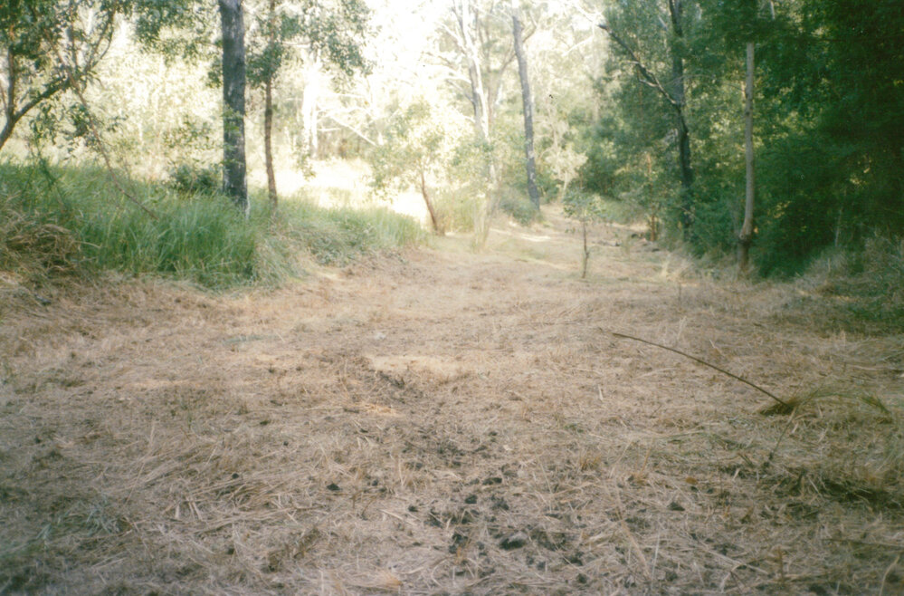 Forest Red Gum gully, Blackbutt