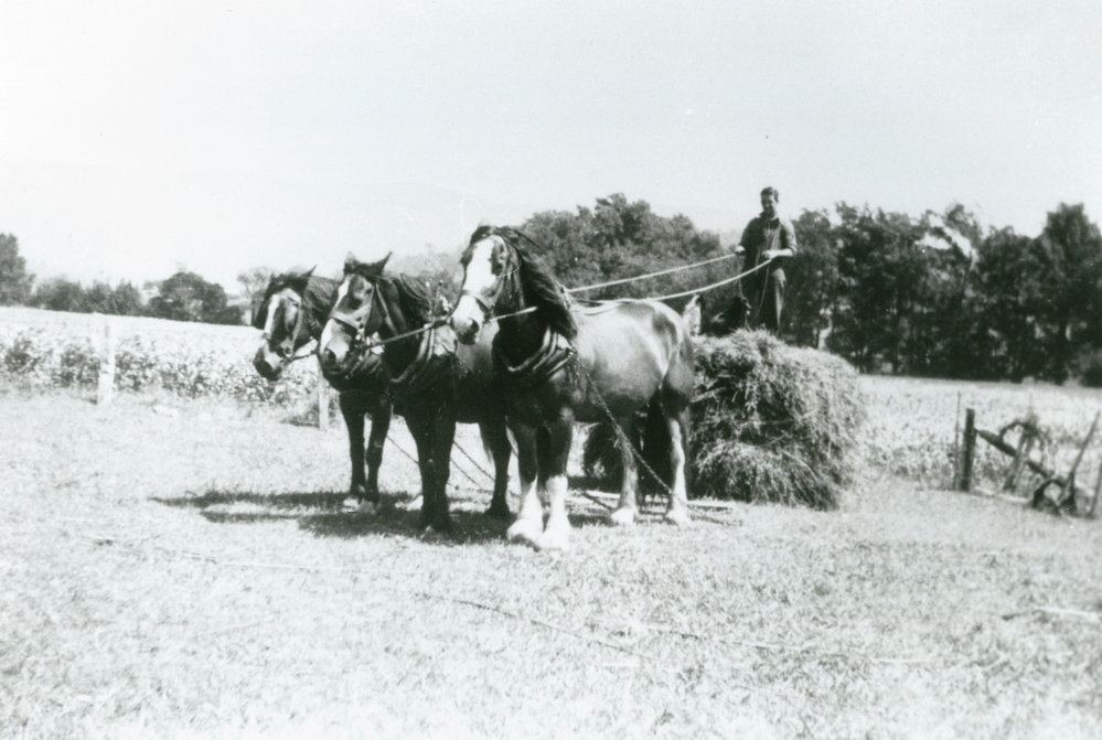 Jack Martin driving a slide load of lucerne at Yellow Rock 1947