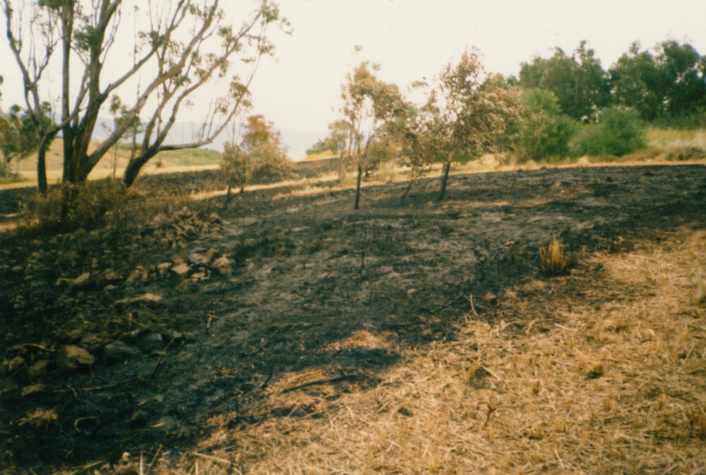 Fire hazard reduction program in Blackbutt Forest Reserve 1987