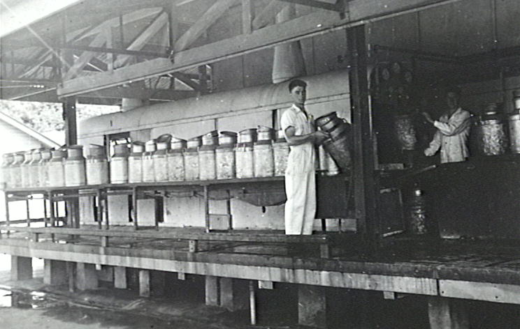 Brian Walsh washing milk cans at Illawarra Cooperative Central Dairy factory