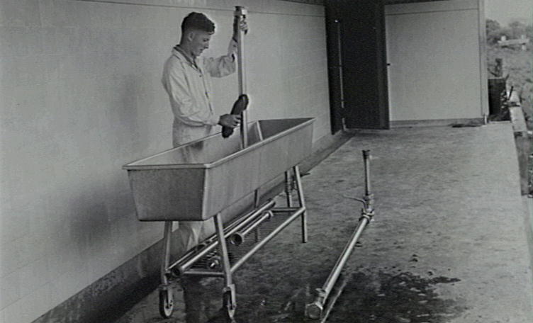 Noel Prior washing pipes and fittings, Illawarra Cooperative Central Dairy factory