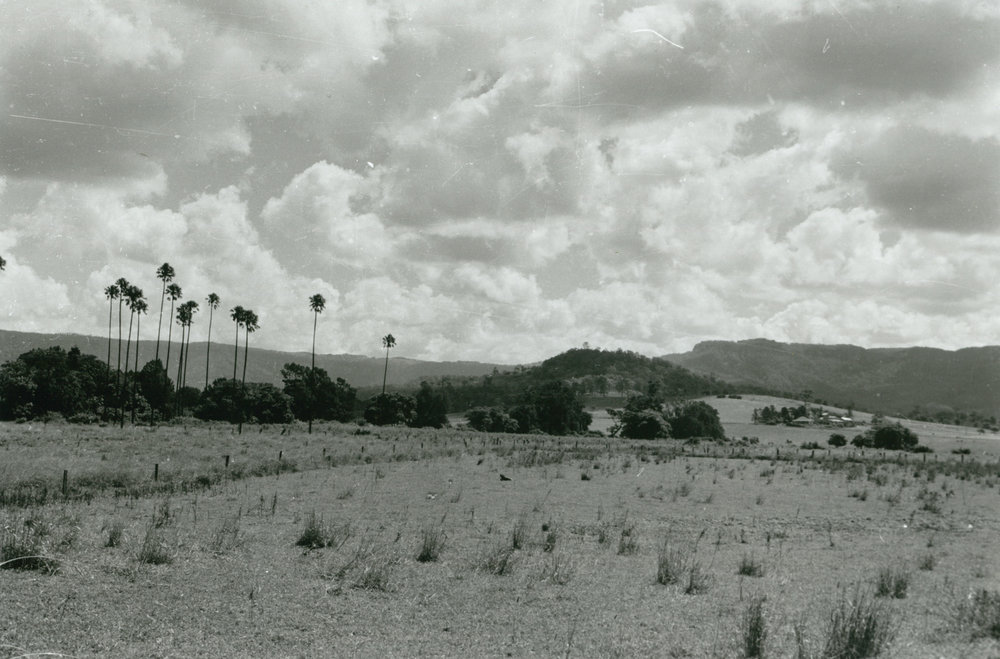 Cabbage trees and farmland at Albion Park