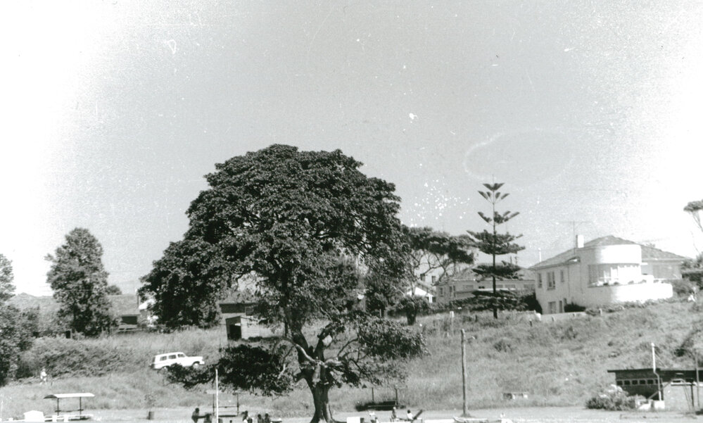 Figtree in Little Park, Shellharbour