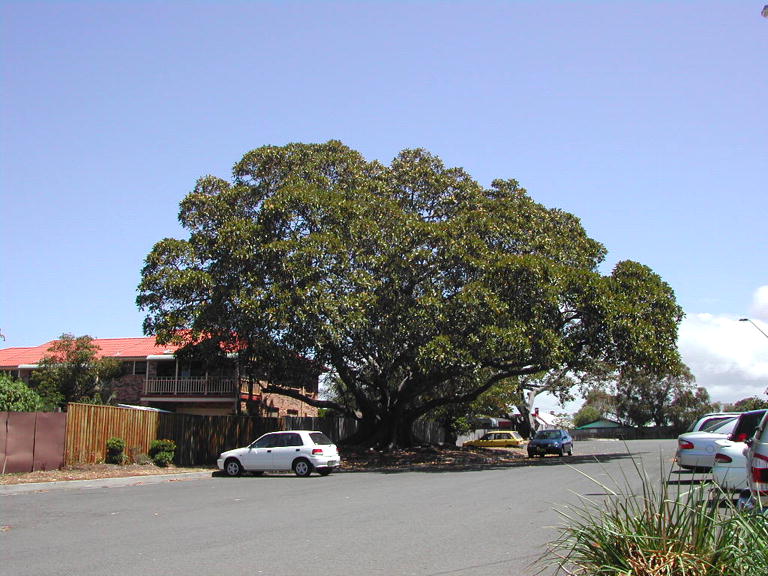 Figtree at Shellharbour