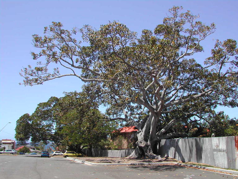 Figtree at Shellharbour