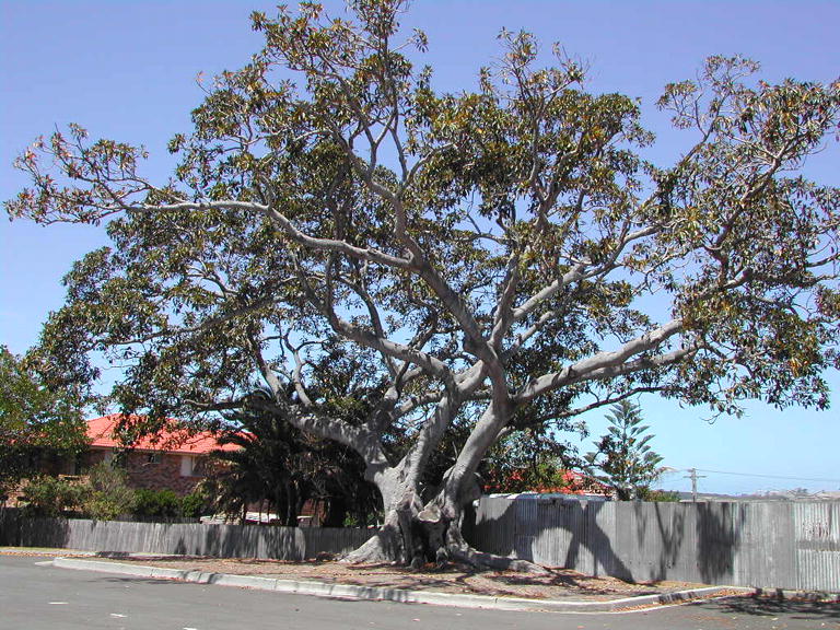 Figtree at Shellharbour